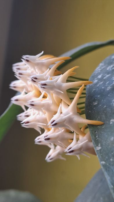 Hoya multiflora speckles