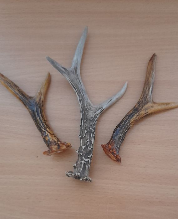 Ріжки козулі оброблені