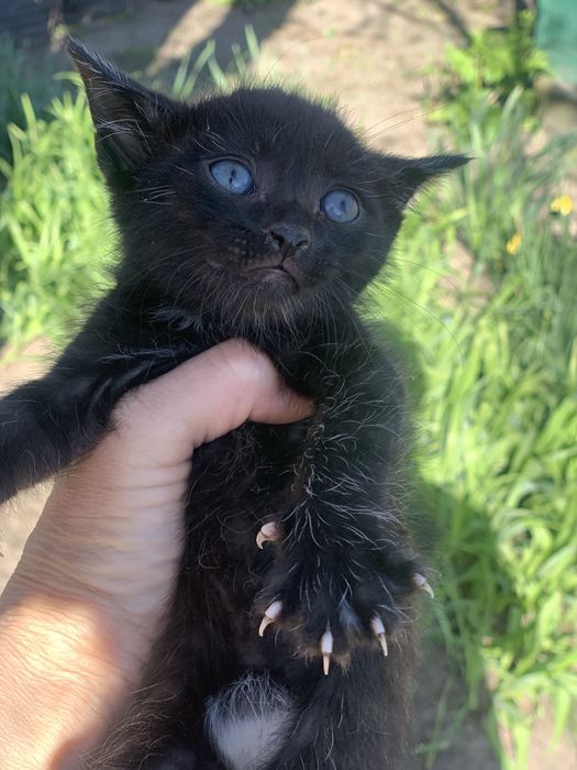 Кошенята шукають  домівки