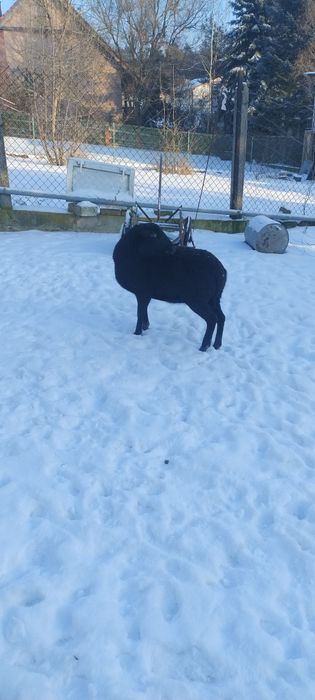 Sprzedam  ładną Owce