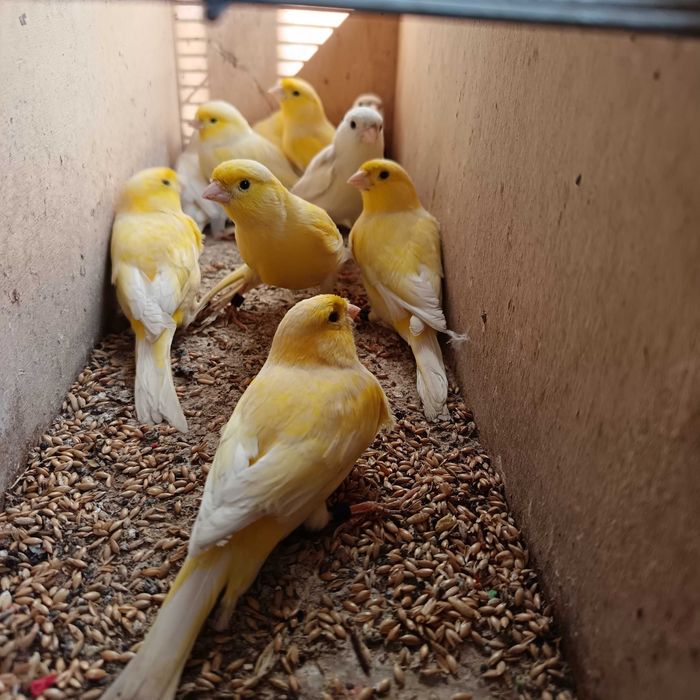 Canários amarelos e brancos criados em viveiro