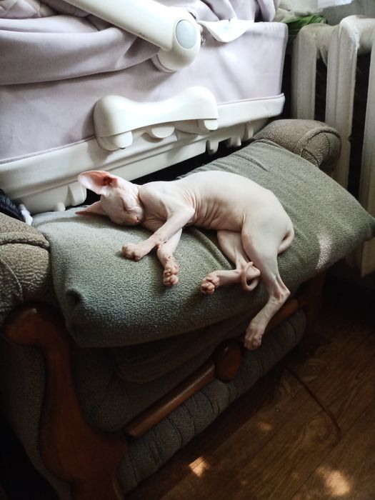 Девочка сфинкс ищет жениха