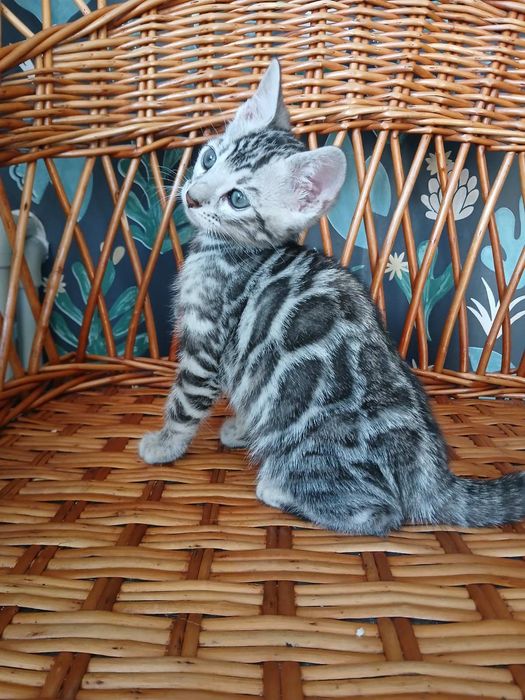 Бенгальский котенок серебро
