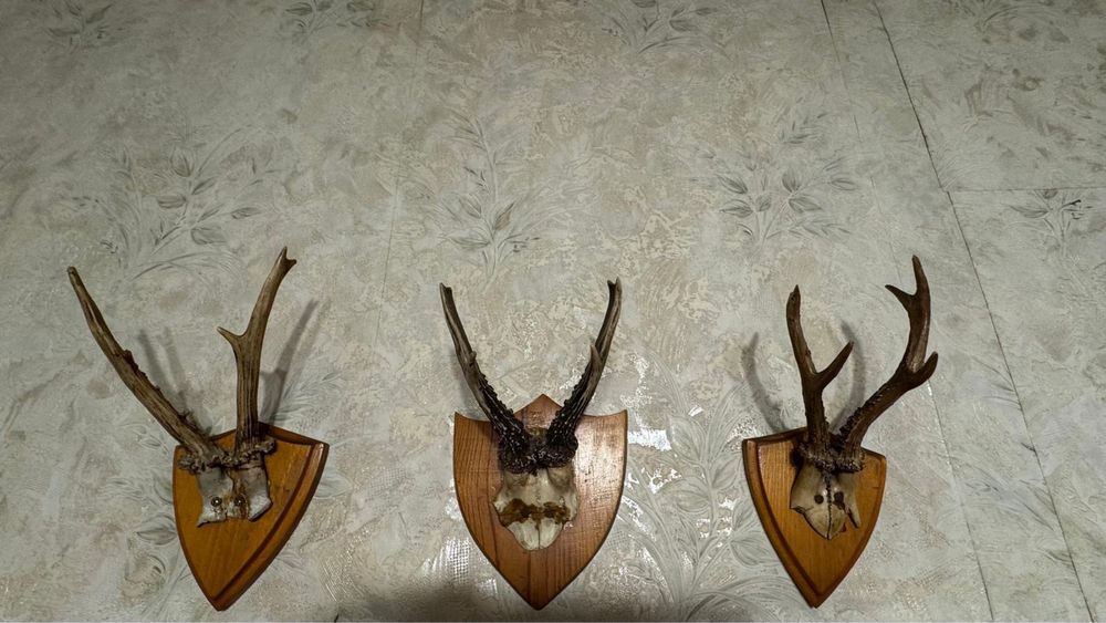 Poroże gotowe do powieszenia