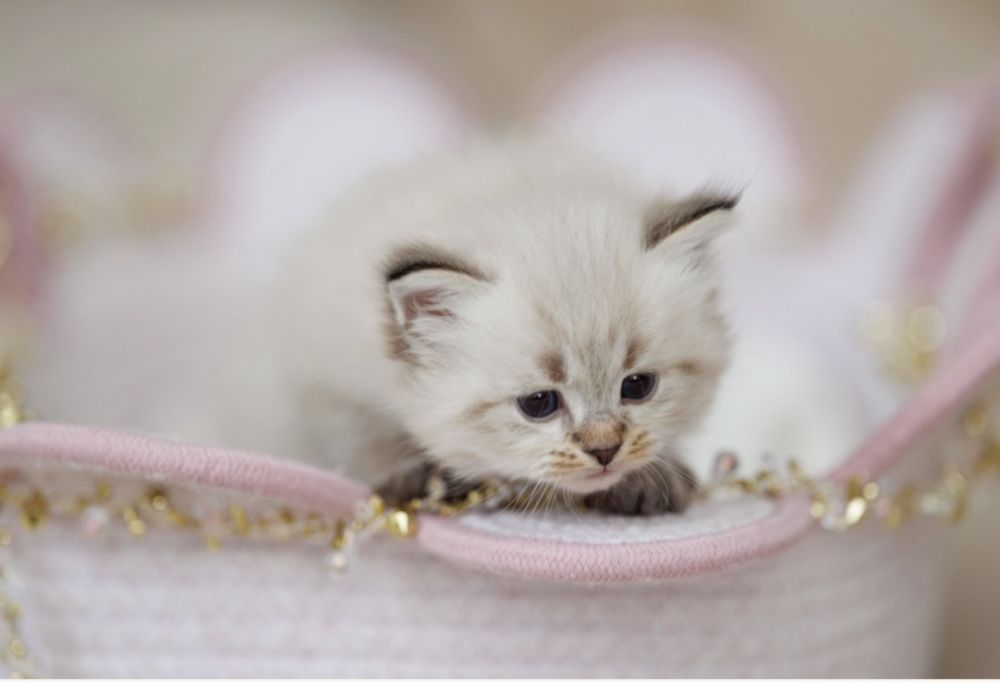 Kocurek Neva Masquarade Kot Syberyjski