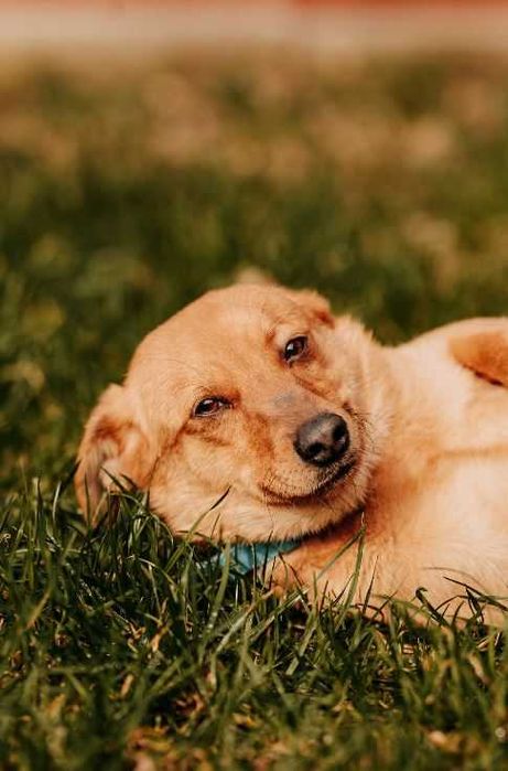 Uwielbiający wygrzewanie się na słońcu młodziutki Sunny szuka domu!!!