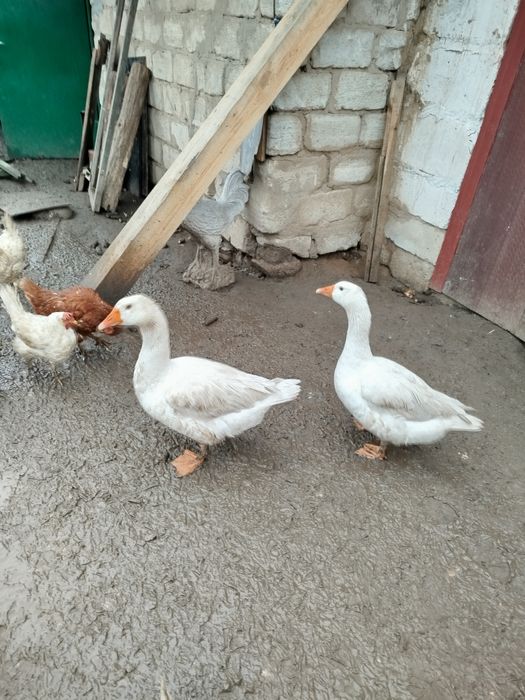 Пара гусей мамут