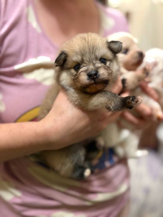 Очаровательные детки кучеряшки той пудель