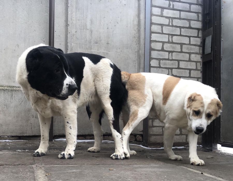 Среднеазиатская овчарка Алабай