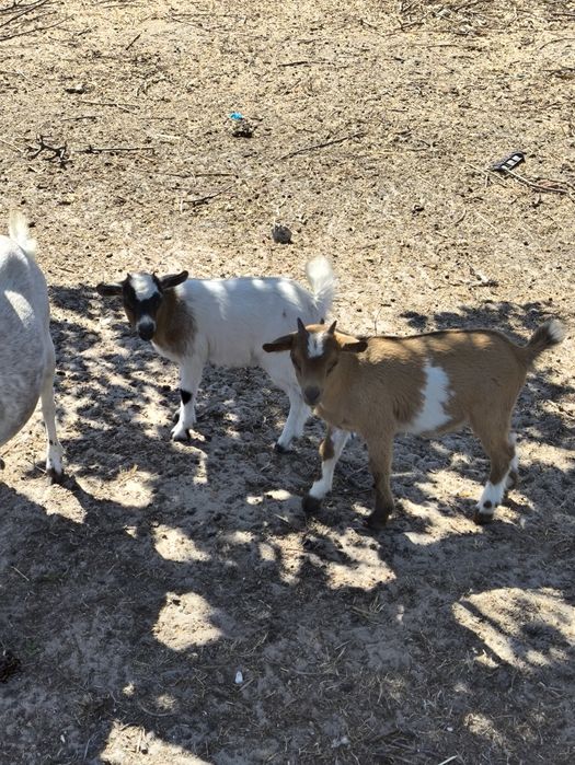 Casal cabras anãs