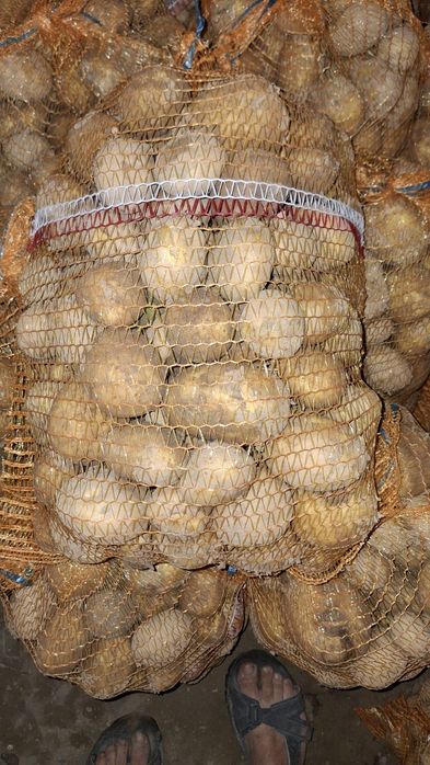 Ziemniaki Gala Vineta Riviera