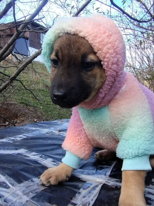 Отдам даром в добрые руки щенков