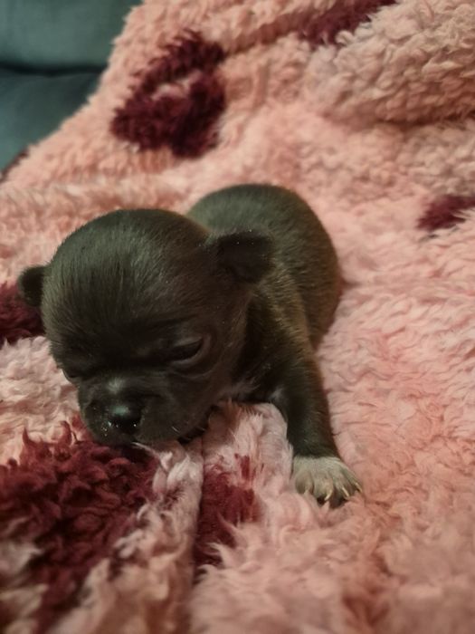 Chihuahua czekoladowa miniatureczka dziewczynka krótkowłosa z rodowode