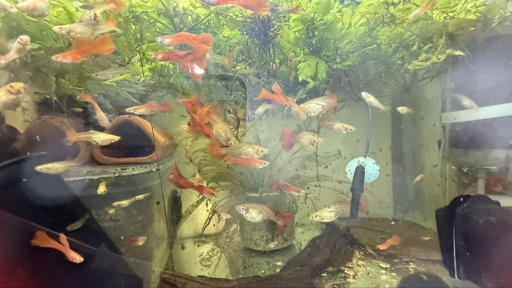 Gupiki Red bardzo ladne