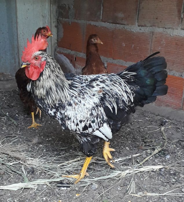 4 Galos e 2 Galinhas (caseiros)