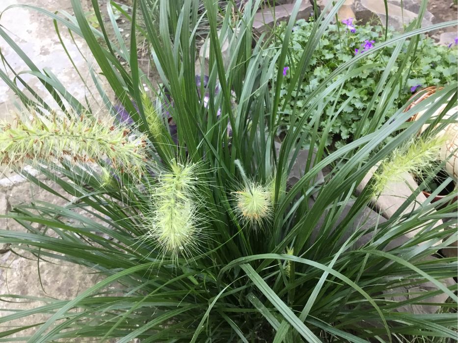 Декоративная трава