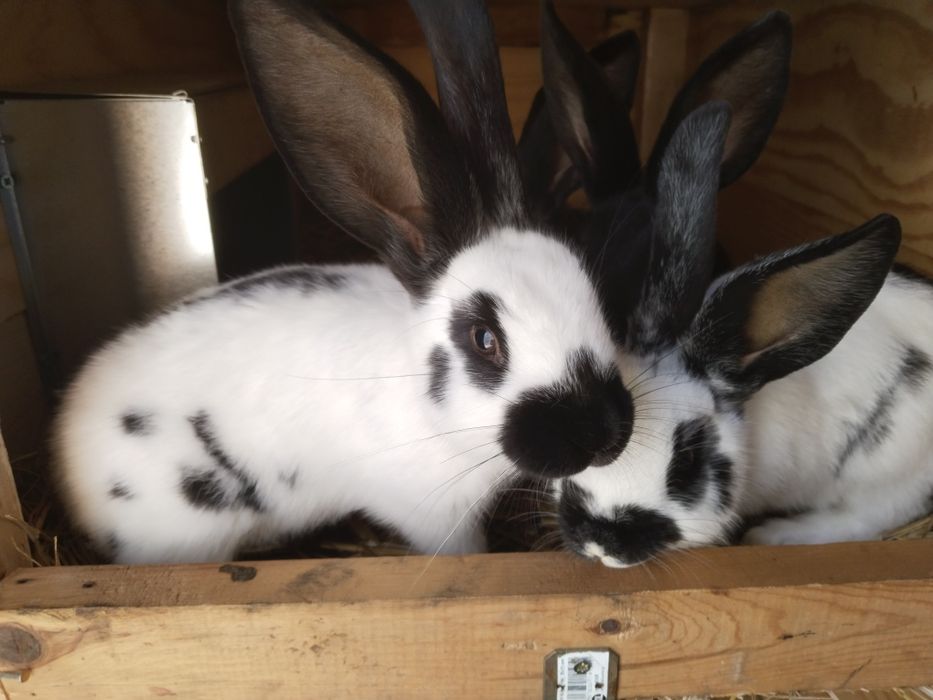 Młode króliki OSC