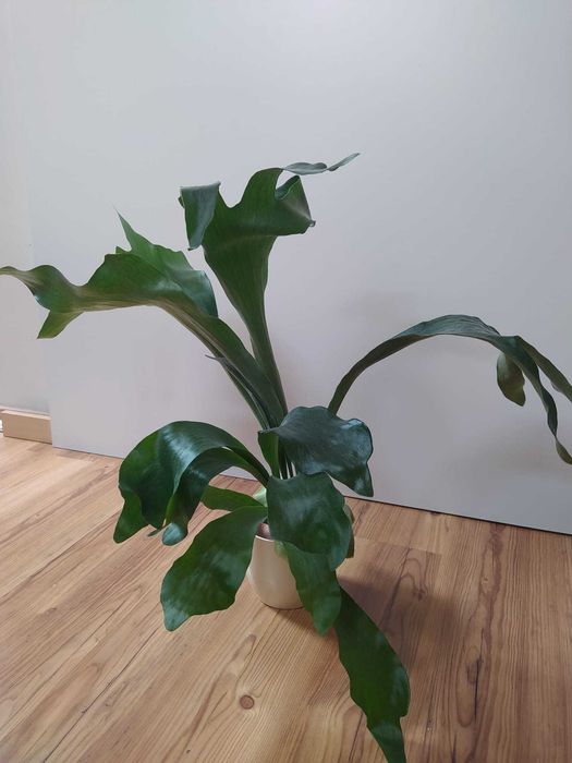 Piękne "łosie rogi"/płaskla (z rodzaju Platycerium), roślina pokojowa