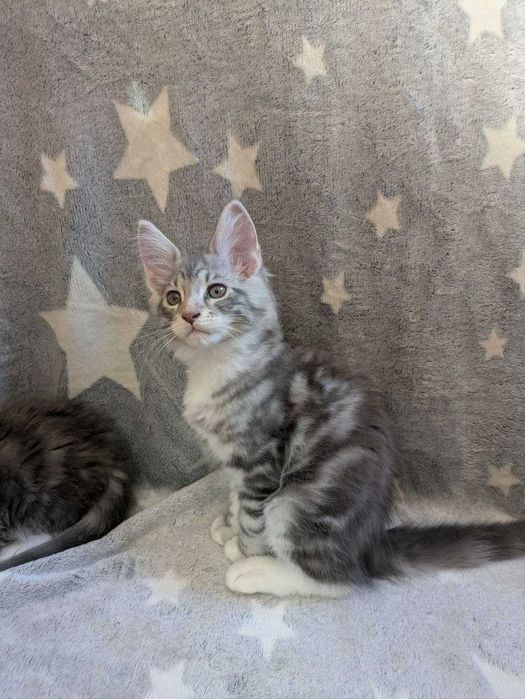 Кошенята Мейн -кун