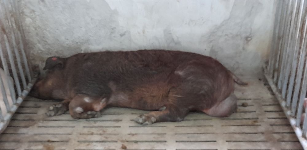 Сперма, спермодози,сім'я крура