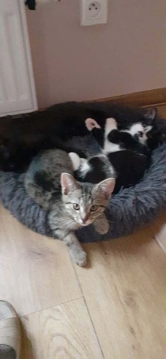 pilnie oddam kotki