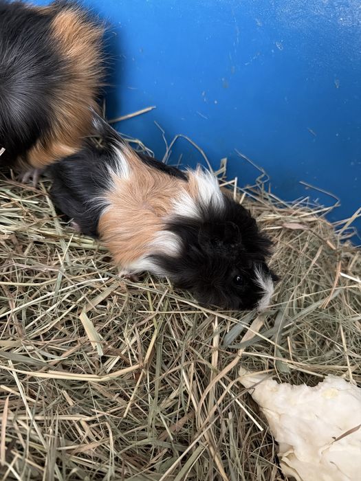 Морская свинка Розетка (мальчики/девочки)