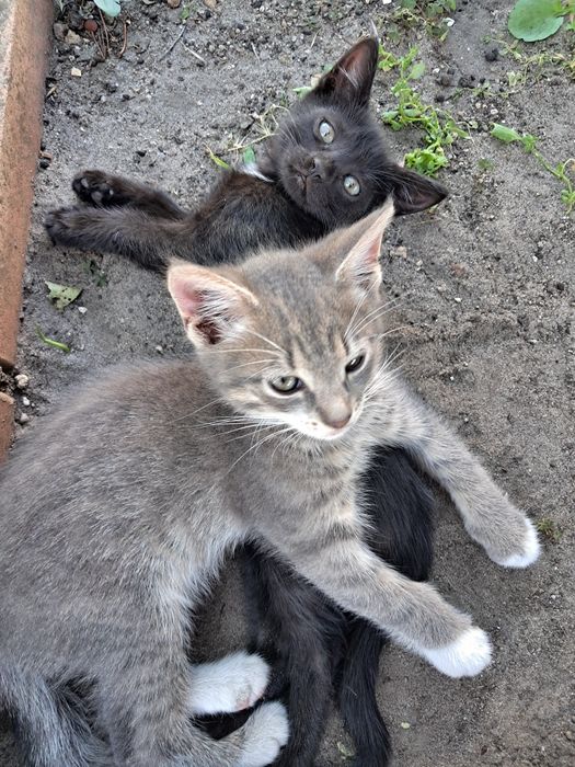 Кицюня чекає на нову родину