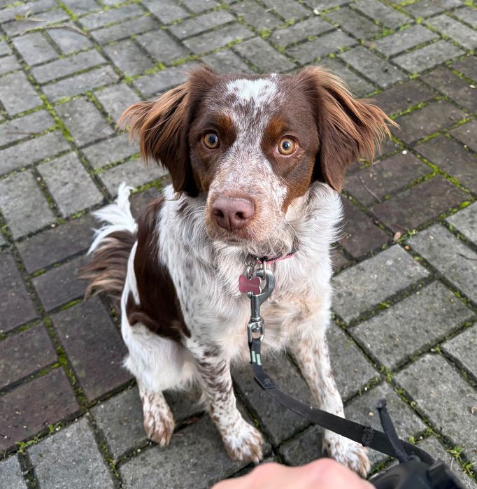 Dá-se cachorra Epagneul Breton