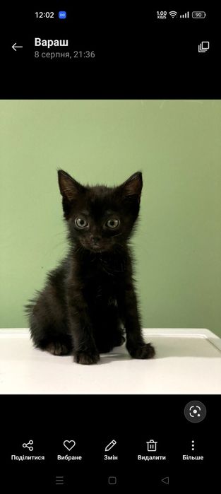 Маленькі кошенята в руки