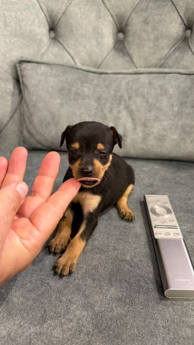 Pinscher miniatura