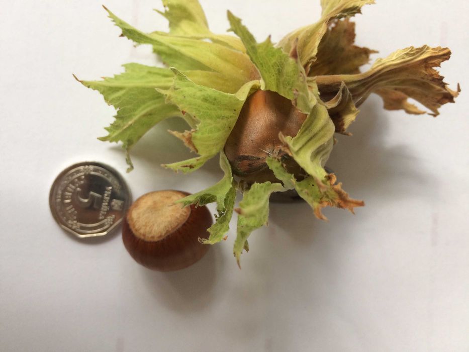 Саджанці фундука Саженцы фундука