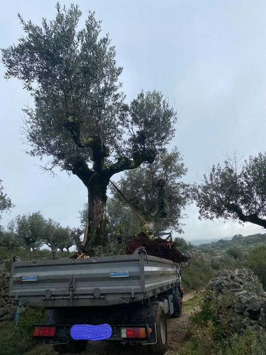 Oliveiras centenárias