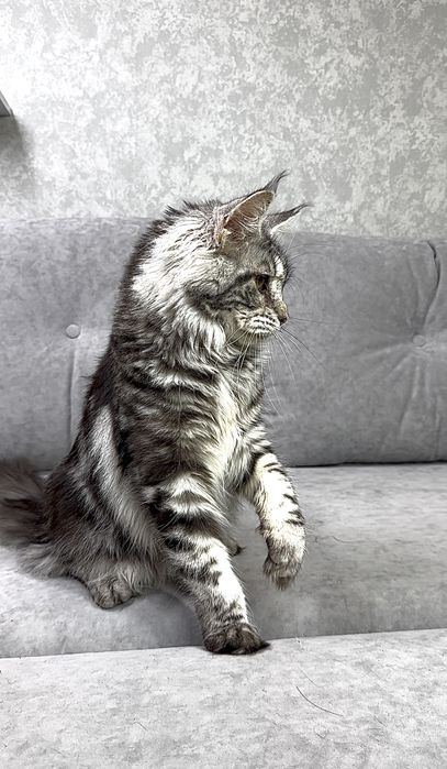 Дівчинка чорний мармур на сріблі