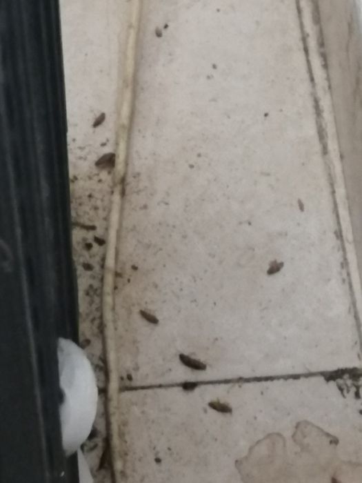 3 pacotes de Folha verde isco  Extermina as baratas