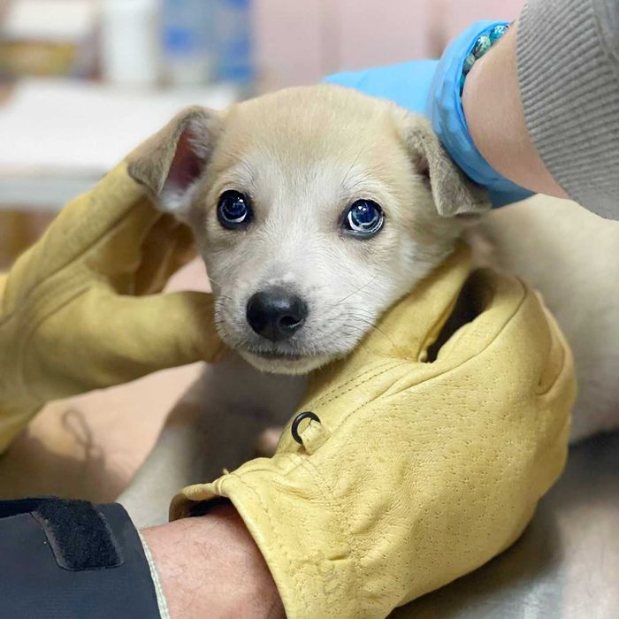 Маленький песик, цуценя схоже на хаскі, в добрі руки