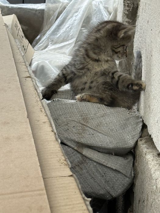 Віддам кошеня у добрі руки