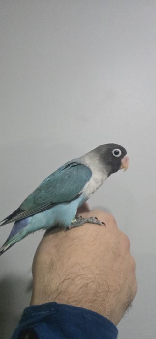 Agaponis Domésticados