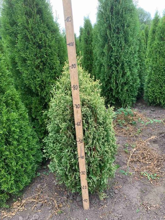 Декоративні хвойні рослини