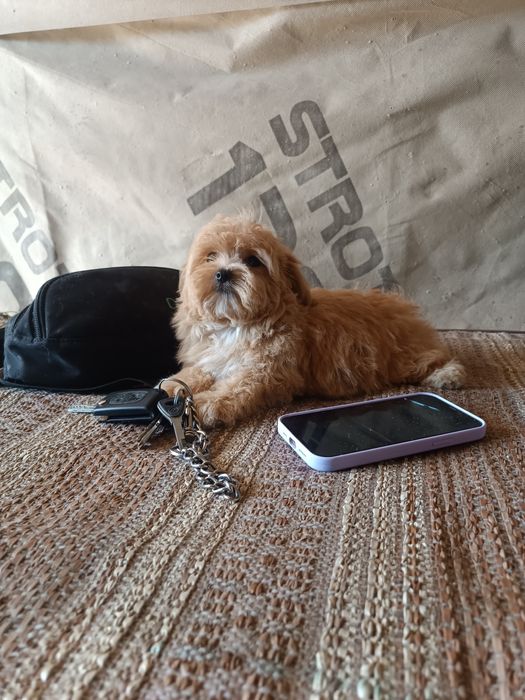 Неймовірно красиві малявкі зі Львова Ф1 і ф2.