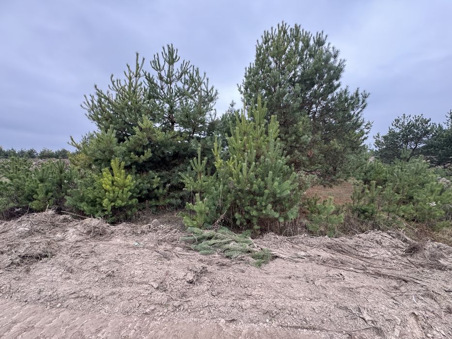 7 соток під будинок | світло 5кВт | 10 хв Бровари | поруч нацпарк ліс