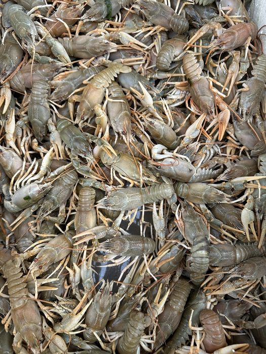 Живые раки/Мидии -20%