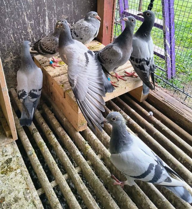 Piękne młode 2026 do lotów! Dobry materiał