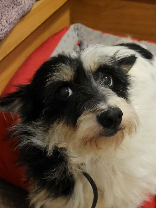 Kropka maleńka psia babcia szuka domku