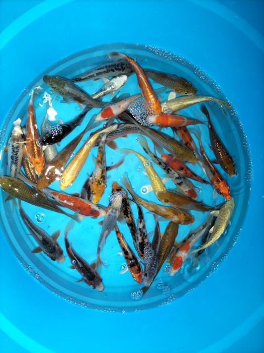 Carpas Koi  + 15 cm