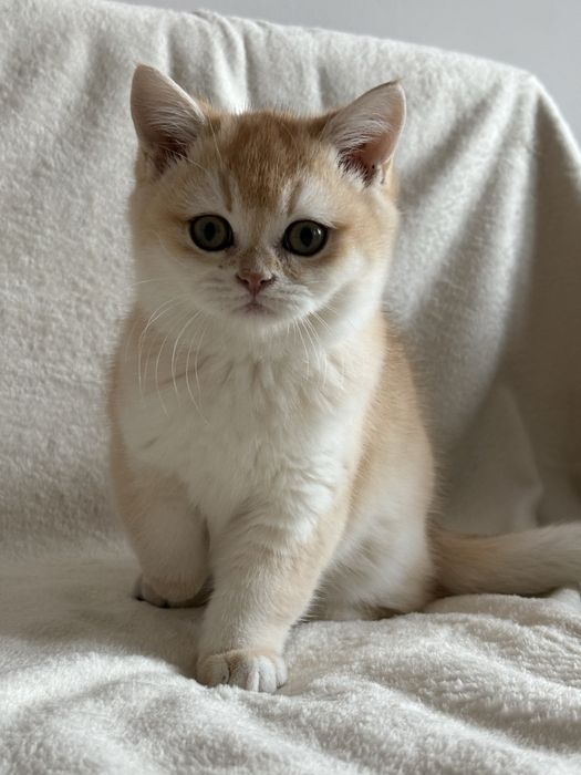 Chłopczyk brytyjski