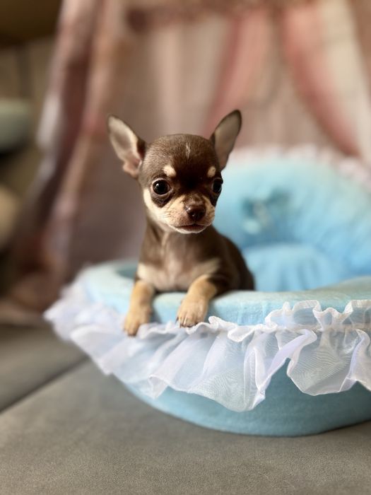 Chihuahua  chlopczyk  do odbioru