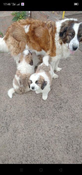 Продам щенков Московской