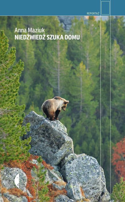 Niedźwiedź szuka domu. Czarne