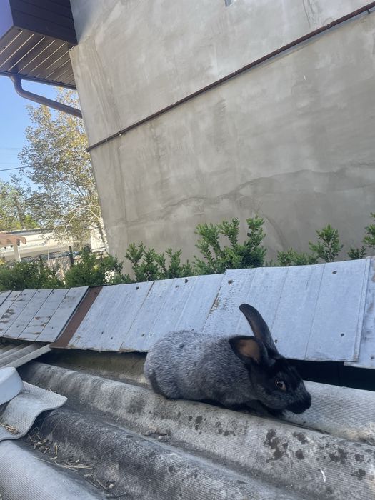 Полтавське срібло. Кріль. Самець.