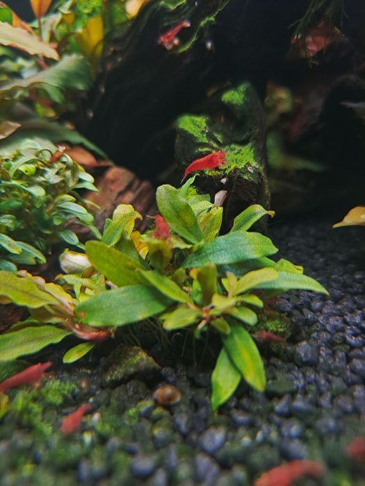 Bucephalandry piękne rosliny z BORNEO.